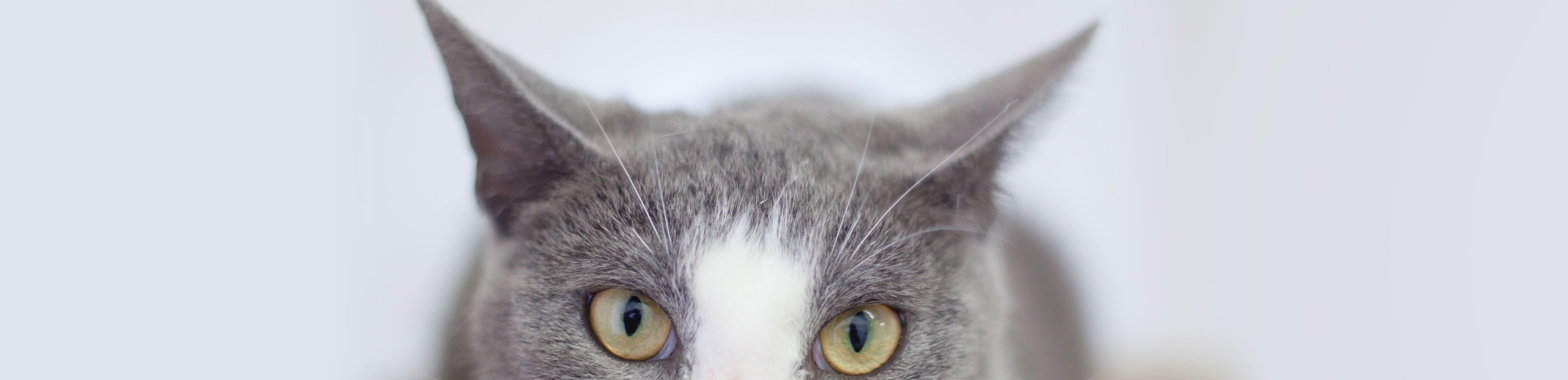 Domestic short haired cat posing for a picture